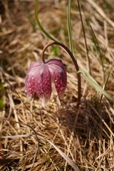 Spring wild flowers - Checkered lily, Fritillaria meleagris