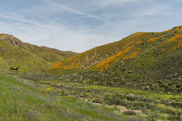 Beautiful superbloom vista in the Walker Canyon mountain range near Lake Elsinore, Southern California