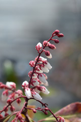 Japanese pieris Dorothy Wyckoff