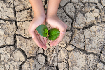 Hands holding a tree growing on cracked ground, Save the world, Environmental problems, Protect...