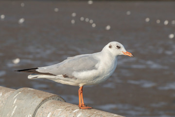 Seagull standing on a concrete with the sea background.