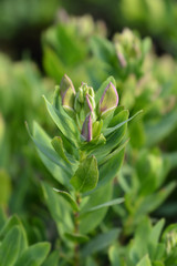 Myrtle-leaf milkwort