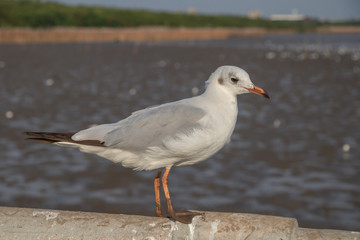 Seagull standing on a concrete with the sea background.