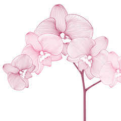 Hand-drawing floral background with flower orchid. Element for design. Vector illustration.