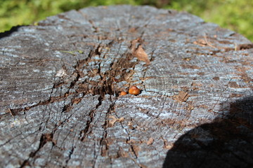 природа