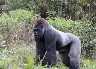 Upland Gorilla from Rhodesia Africa