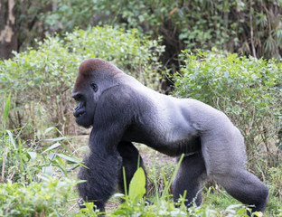 Upland Gorilla from Rhodesia Africa © Dennis Donohue