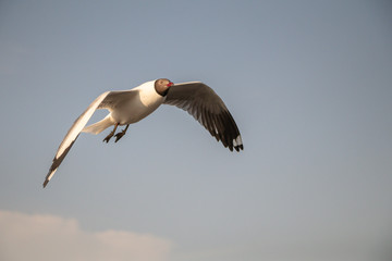 Close up Seagull flying in the air and sky background.Freedom seagull expand wings in the sky.