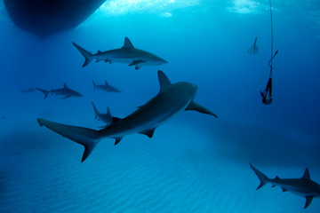 Eight Caribbean Reef Sharks (Carcharhinus perezi) During Safety Stop. Tiger Beach, Bahamas