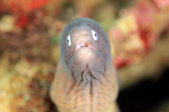 Close-up of a Greyface Moray (Gymnothorax thyrsoideus). Anilao, Philippines