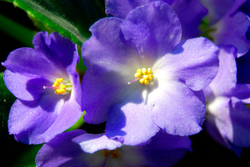 Blue flower illuminated by bright sunlight. Indoor plant. Beautiful flower.