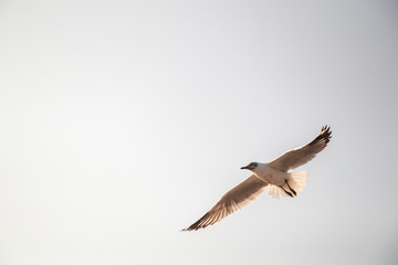 Close up Seagull flying in the air and sky background.Freedom seagull expand wings in the sky.