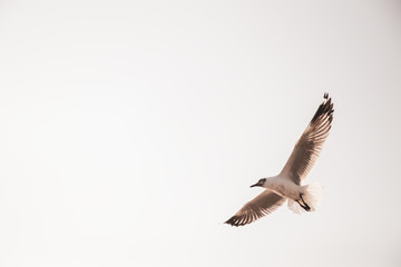 Close up Seagulls flying in the air and sky background.Freedom seagulls expand wings in the sky.