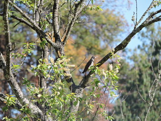 Bosque de pino-encino aves
