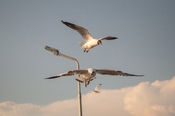 Close up Seagull flying in the air and sky background.Freedom seagull expand wings in the sky.