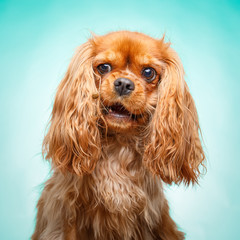studio shot of ruby Cavalier King Charles Spaniel catching treats