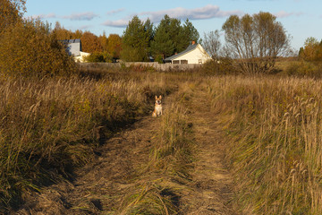 Country road, going into the distance. Red grass in the meadow. The dog lit by the sun sitting on the road. The edge of the village. Golden autumn, Sunny evening.