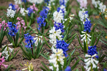 Fototapeta premium Colorful hyacinths flowering in a spring garden - selective focus