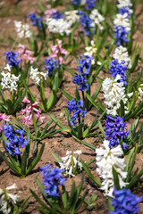 Colorful hyacinths flowering in a spring garden - selective focus, vertical orientation