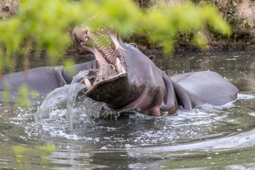 hippopotamus yawning, hippopotamus teeth