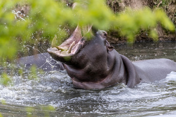 The common hippopotamus (Hippopotamus amphibius), yawn of a hippo