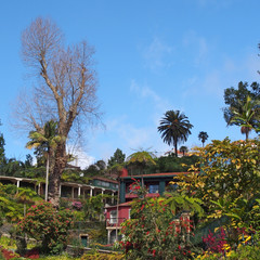 vibrant green tropical plants and trees with colorful buildings in monte above funchal in madeira...