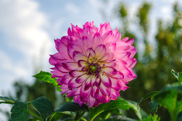 Obraz premium Dahlia flower on a background of green leaves
