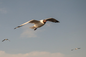 Close up Seagull flying in the air and sky background.Freedom seagull expand wings in the sky.