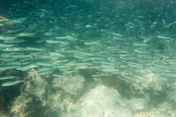 School of fishes in the sea of Togian islands