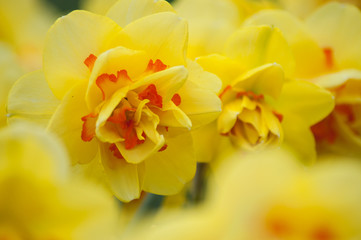 closeup of yellow daffodils in a public garden