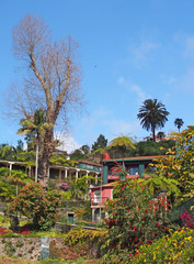 Fototapeta na wymiar a scenic view of vibrant green tropical plants and trees with colorful buildings in monte above funchal in madeira with a bright sunlit sky
