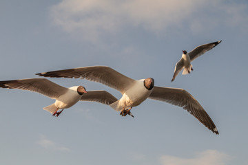 Close up Seagull flying in the air and sky background.Freedom seagull expand wings in the sky.