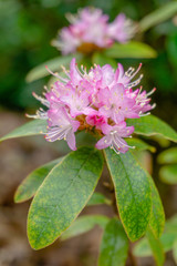 Kleinwüchsiger Rhododendron im Frühling. Blühender Strauch mit Rhododendron. - 260102839