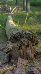 gefallener Baumstamm 