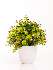 Flower Bunch Isolated on White Background