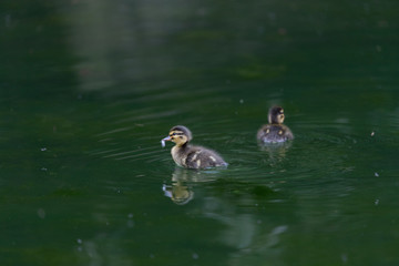 ducklings on the water, beautiful chicks