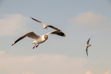 Obraz premium Seagulls flying over sea and nature background.