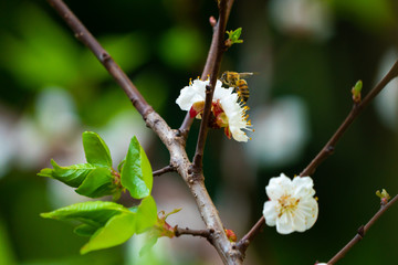 spring and blooming trees 