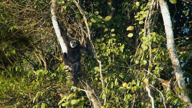 Adult Pileated gibbon sitting on a tree and looking around and hooting in Khao Yai national park, Thailand.