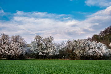 Obraz premium Frühling Südharz Lichtstimmung