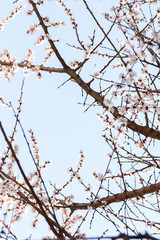 Fototapeta na wymiar flowering tree