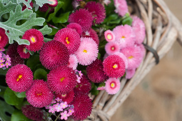 closeup of pink daisies in a basket - Bellis perennis © pixarno