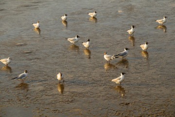 Fototapeta premium Seagulls standing on a beach with the beautiful lighting and sea background.