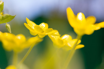 first spring flowers