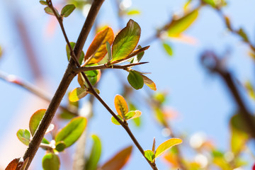 first spring flowers
