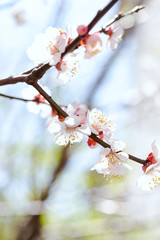 flowering tree