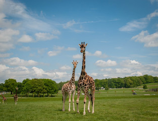 Giraffe