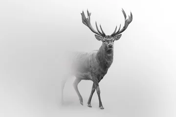 Küchenrückwand glas motiv Weiß Hirsche Natur Wildtiere gehen stolz aus dem Nebel