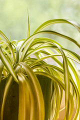 chlorophytum, indoor potted plant, close up 
