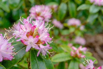 Kleinwüchsiger Rhododendron im Frühling. Blühender Strauch mit Rhododendron. - 260104498